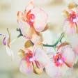 Тканини для наволочок - Декор-купон наволочка Орхидея 45х45